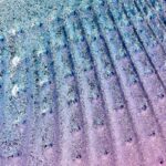 Muschelförmiger Staubpinsel 2